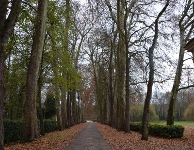 L'allée des platanes en automne