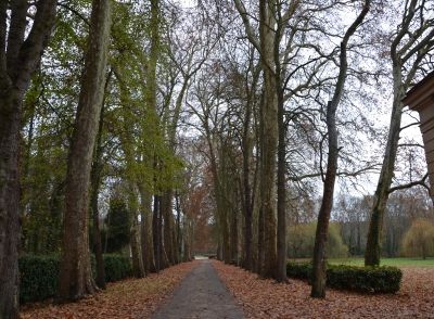 L'allée des platanes en automne