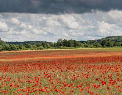 Champ de coquelicots dans le dourdannais